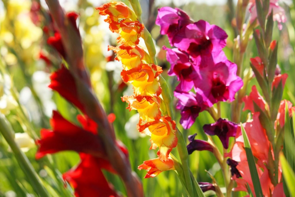 Gladiolenblüten