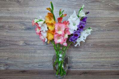 Gladiolen in der Vase: Richtig anschneiden & pflegen