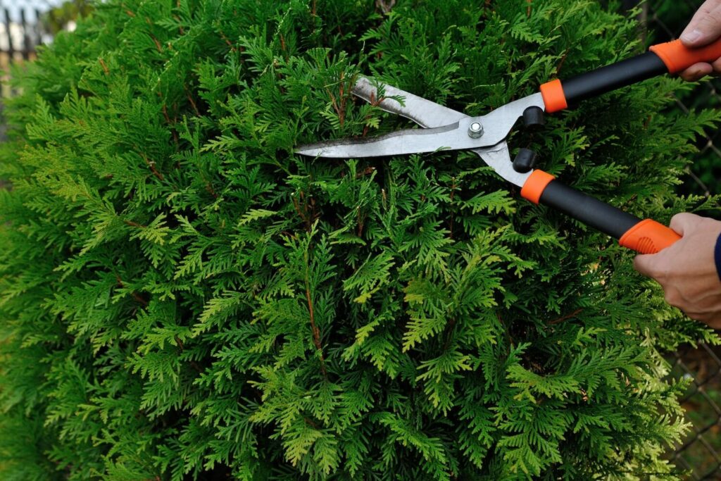 Schneiden einer Hecke