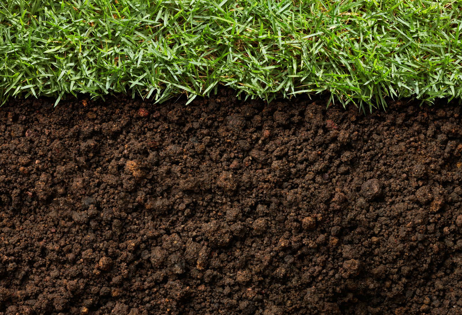 Rasen düngen: Dünge-Tipps vom Rasen-Experten - Plantura