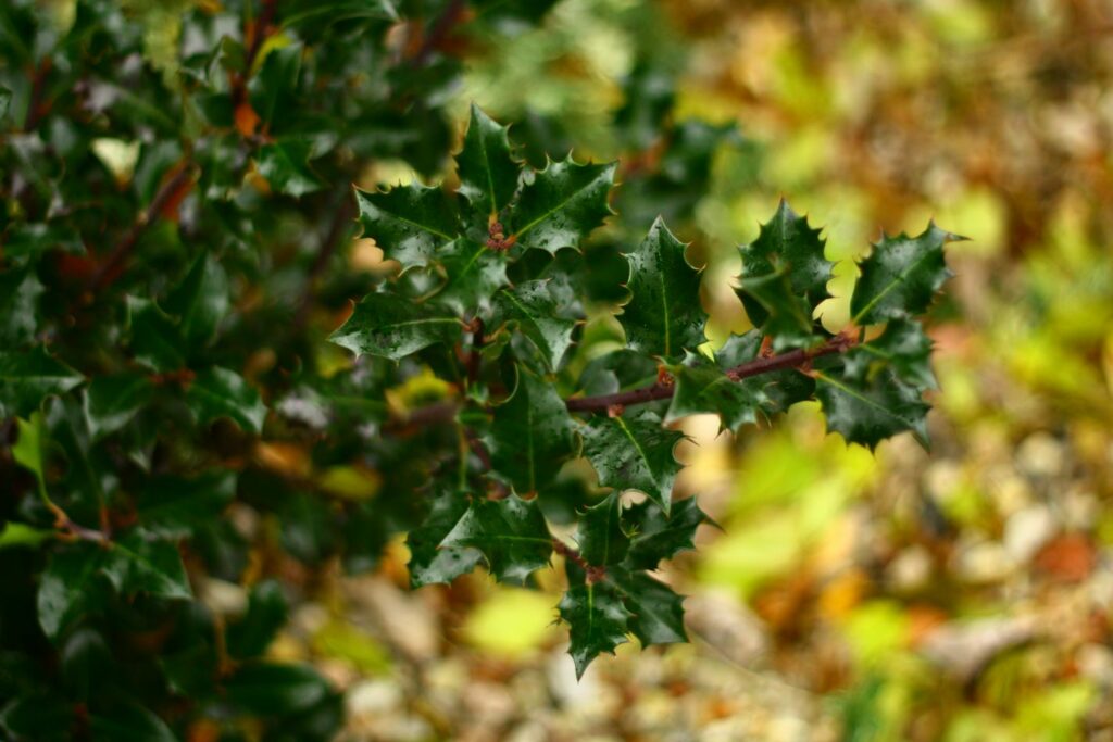 Ilex