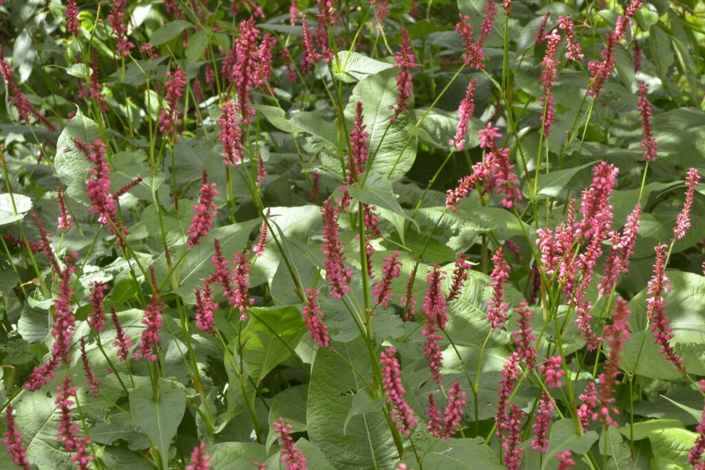 Knöterichpflanze mit pinken Blüten