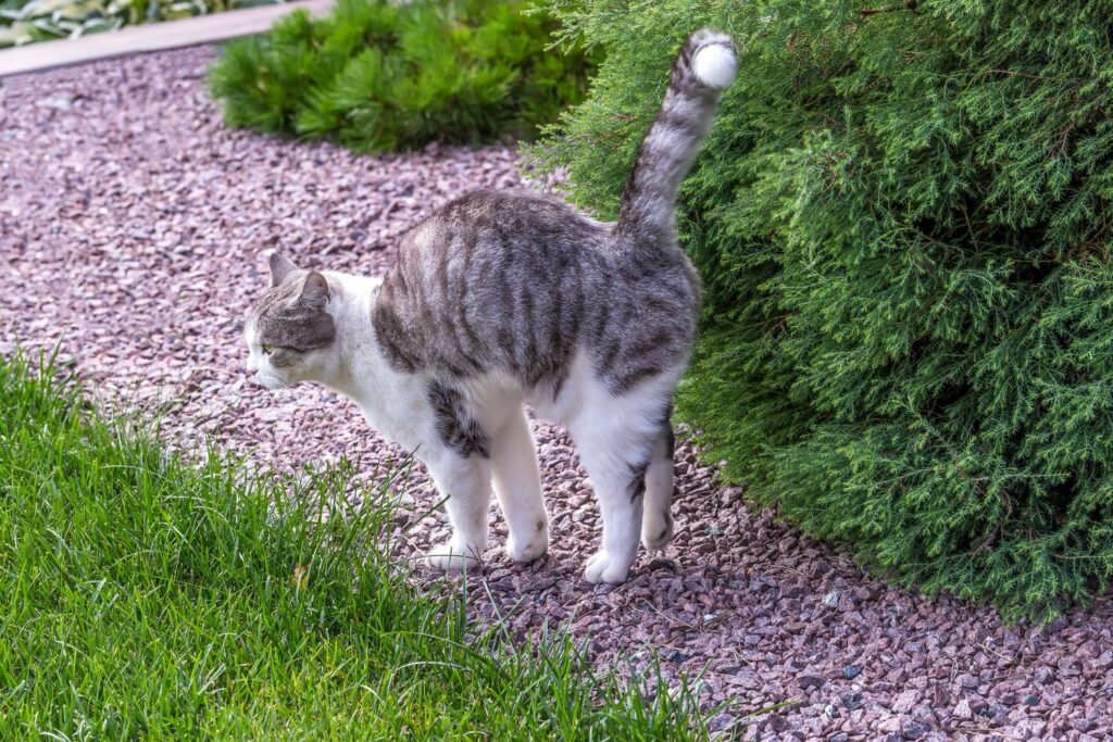 Katzen vertreiben: 6 wirksame Methoden - aus dem Garten fernhalten 