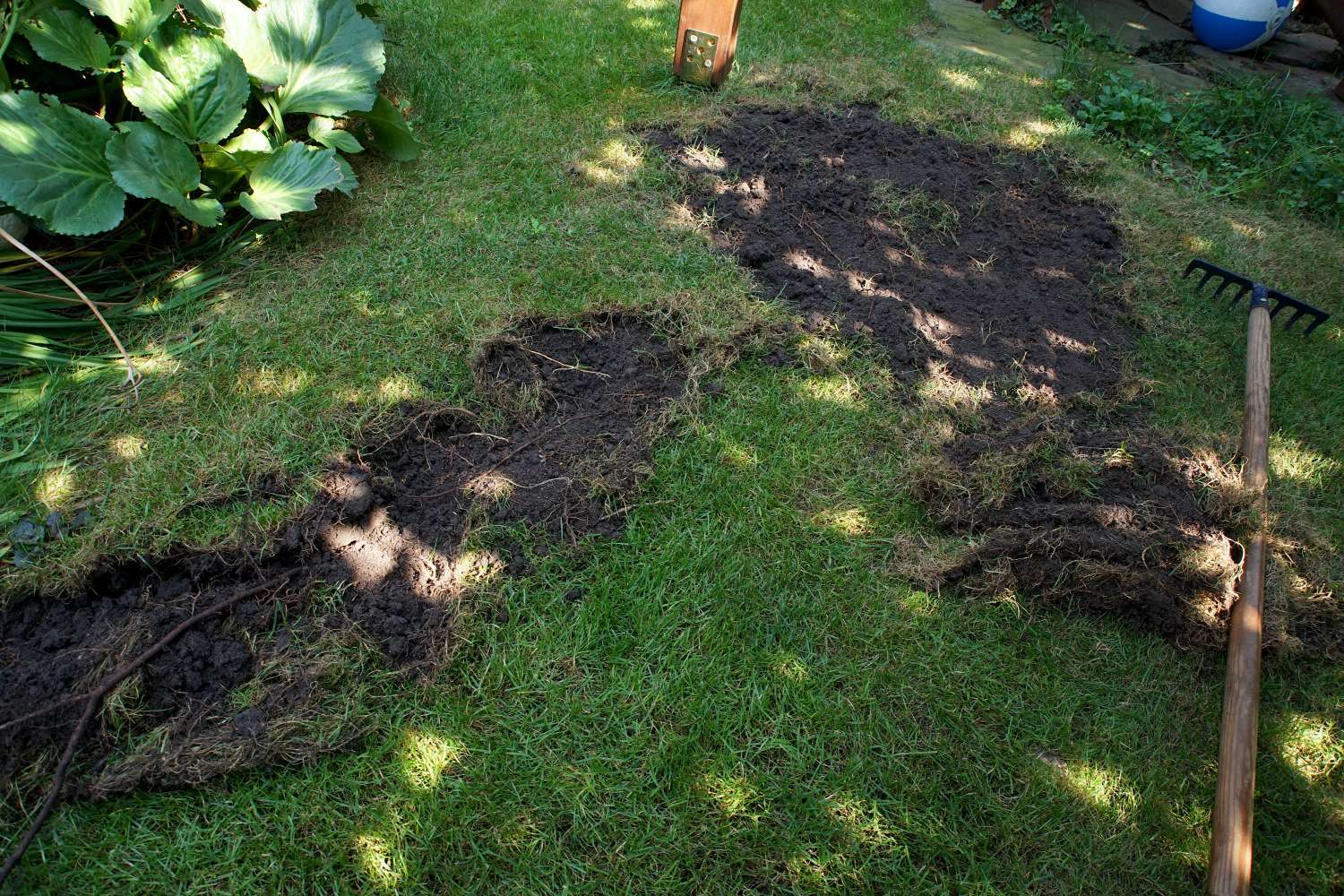 Rasen ausbessern & reparieren Plantura