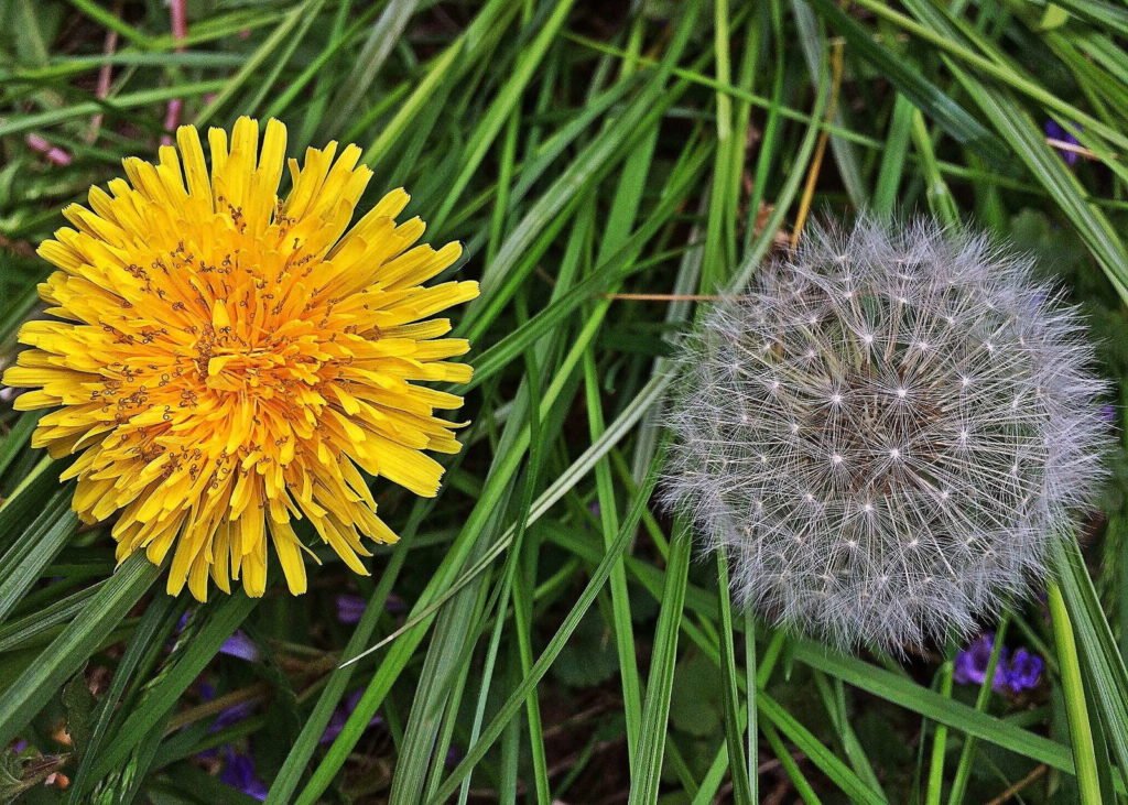 Löwenzahn Blüte Pusteblume