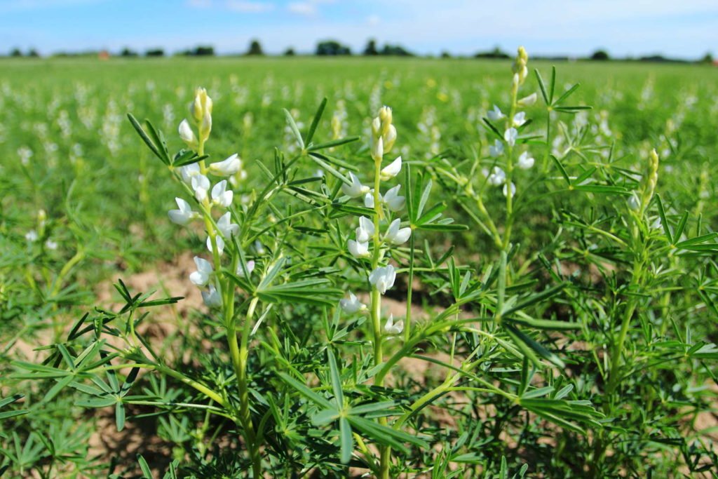 Lupine mit weißen Blüten in einem Feld