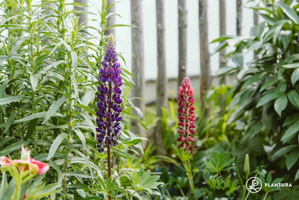Lupine als Zierpflanze