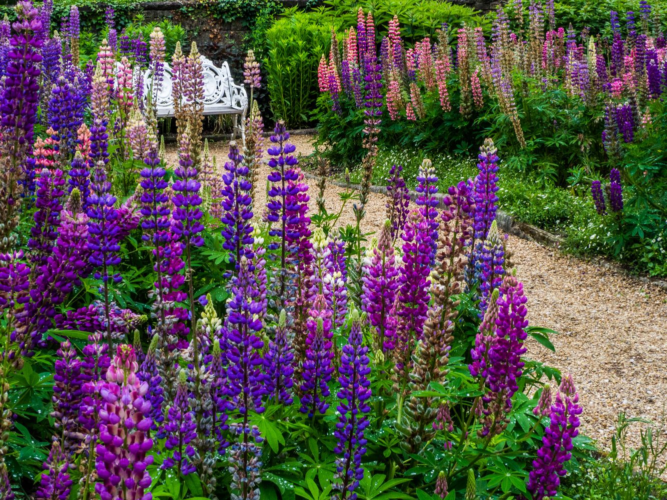 Lupinen Anbau der Eiweißbombe im eigenen Garten Plantura