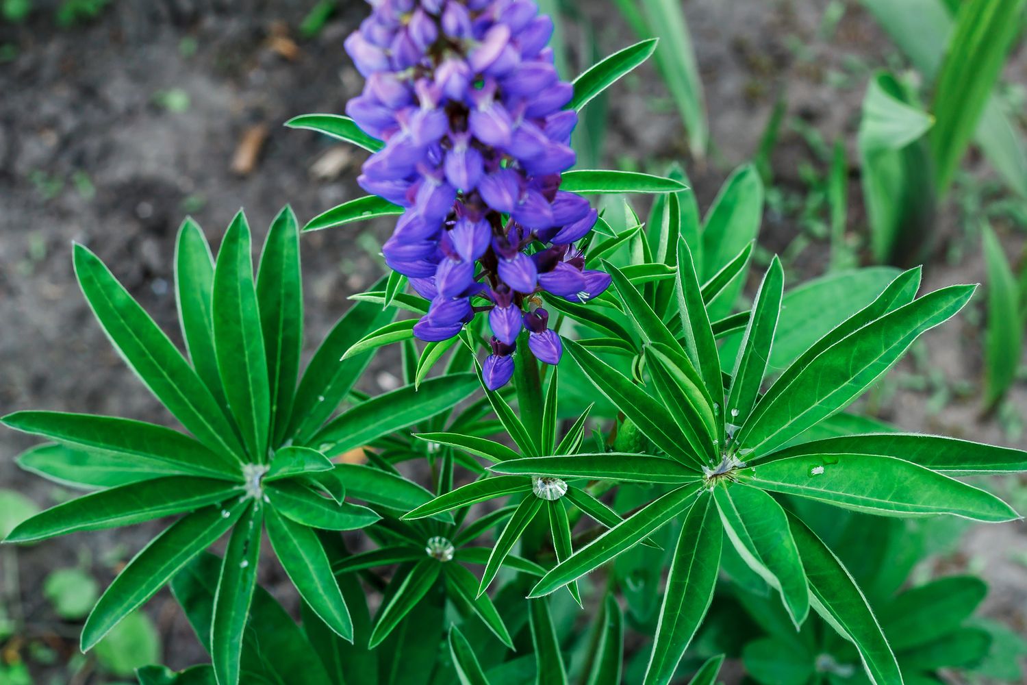 Lupinen Anbau der Eiweißbombe im eigenen Garten Plantura