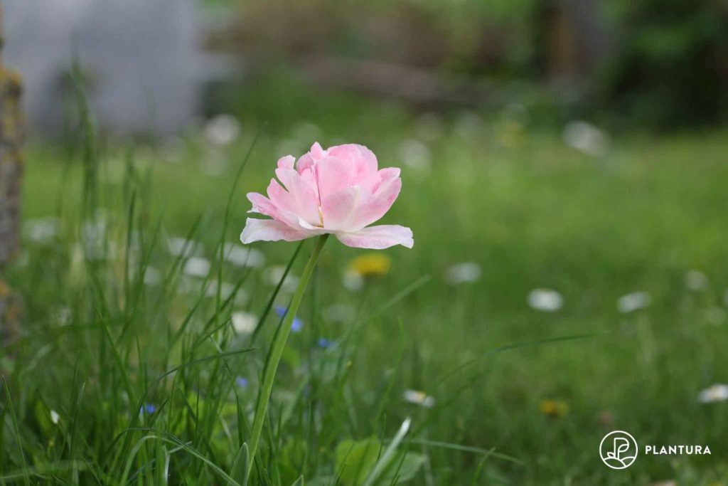 Pinke Tulpen zum Muttertag