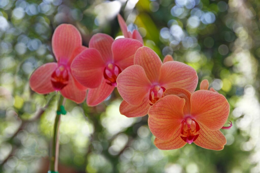 Blüten der Orchidee