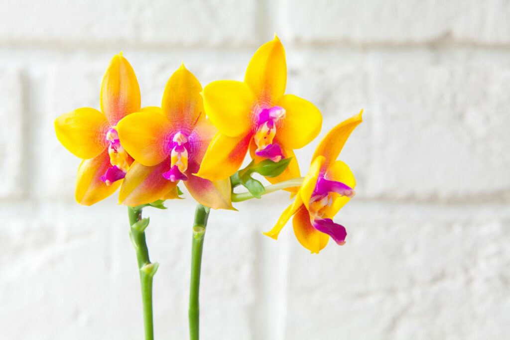 gelbe Orchidee