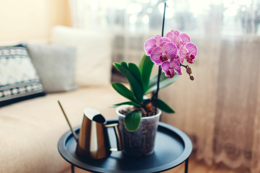 Gießen einer Orchidee