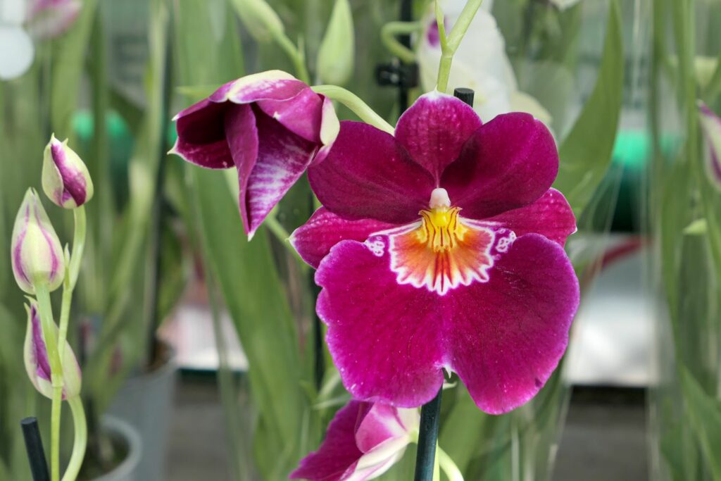 Miltonia-Orchidee