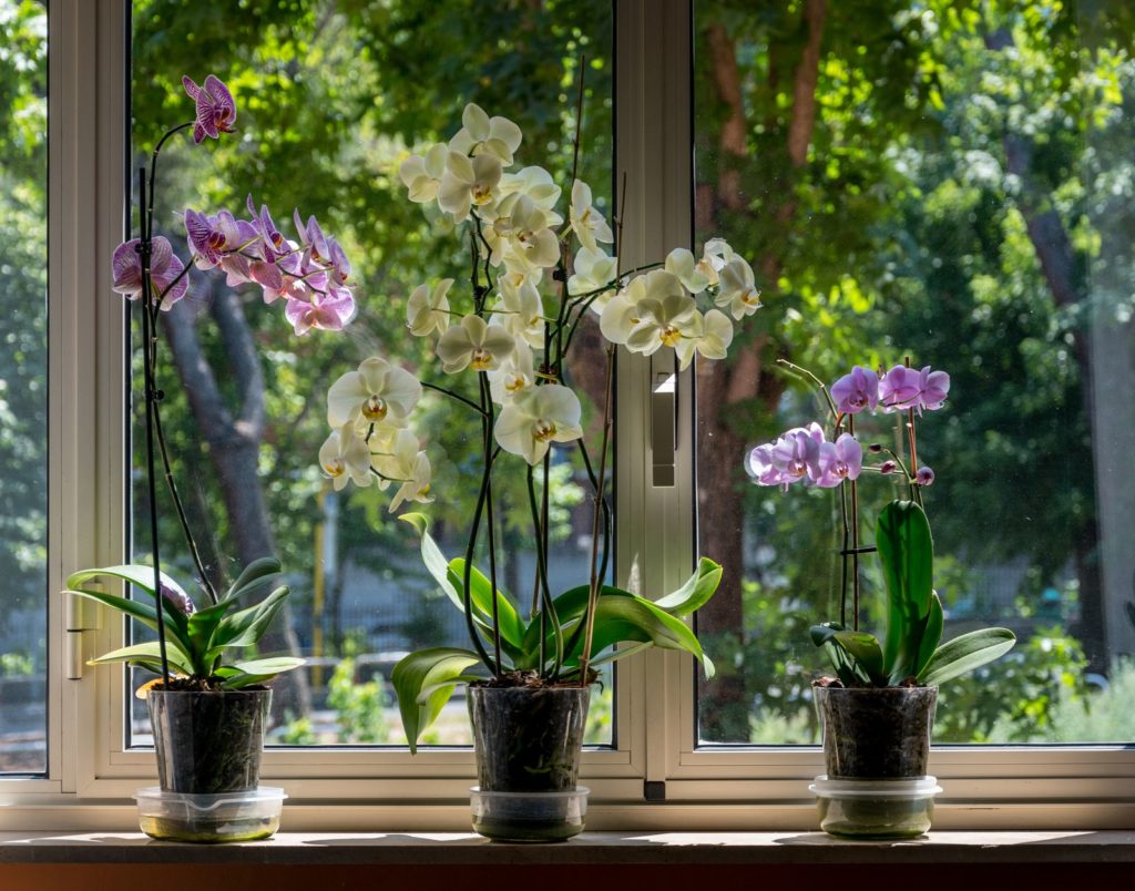 Richtiger Standort für Orchideen