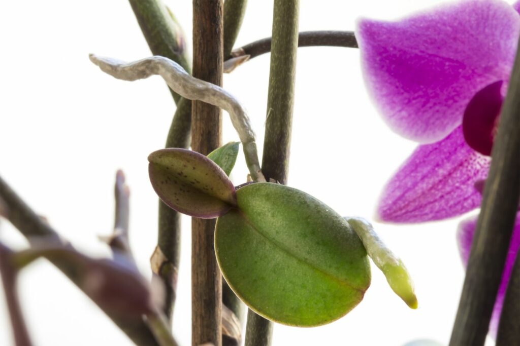 Vermehren einer Orchidee
