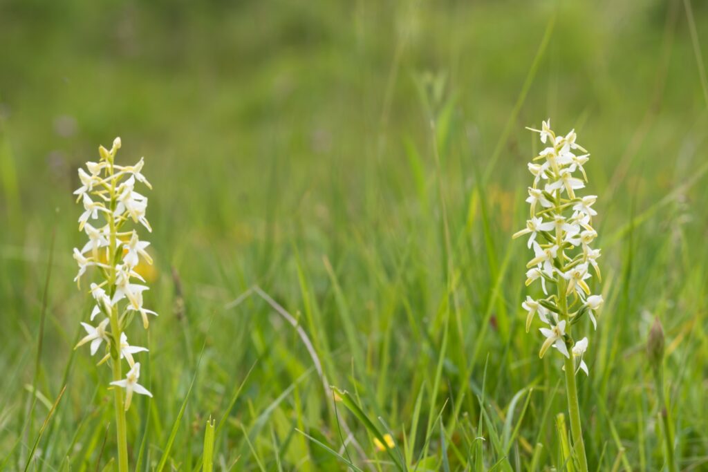 Orchideen-Art Waldhyazinthe