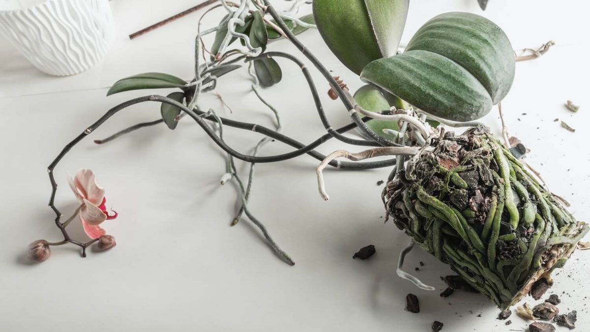 Orchideen umtopfen: Zeitpunkt & Vorgehen beim Umpflanzen