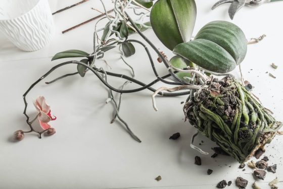 Orchideen umtopfen: Tipps zum richtigen Umpflanzen