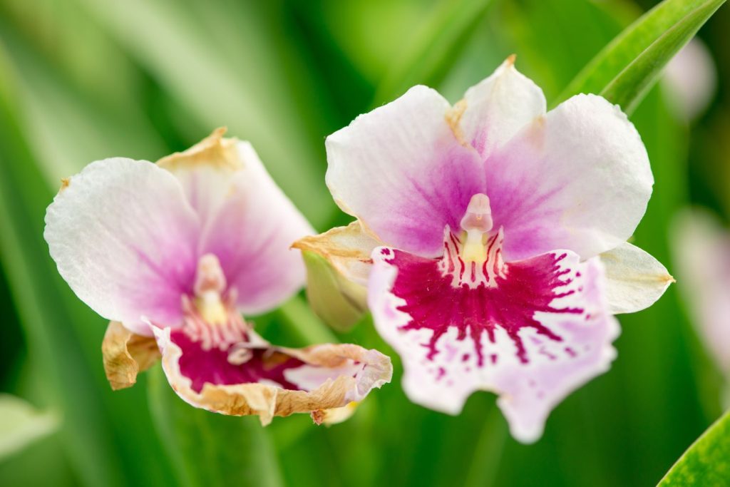 Verwelkte Blüten der Orchidee