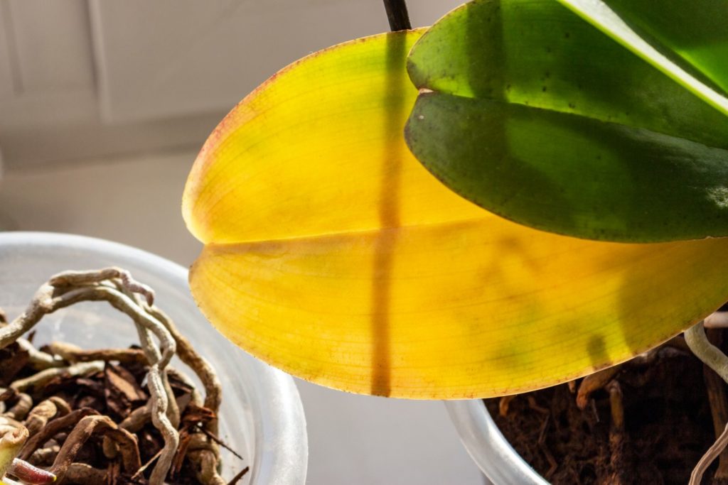 Orchidee wirft Blätter ab