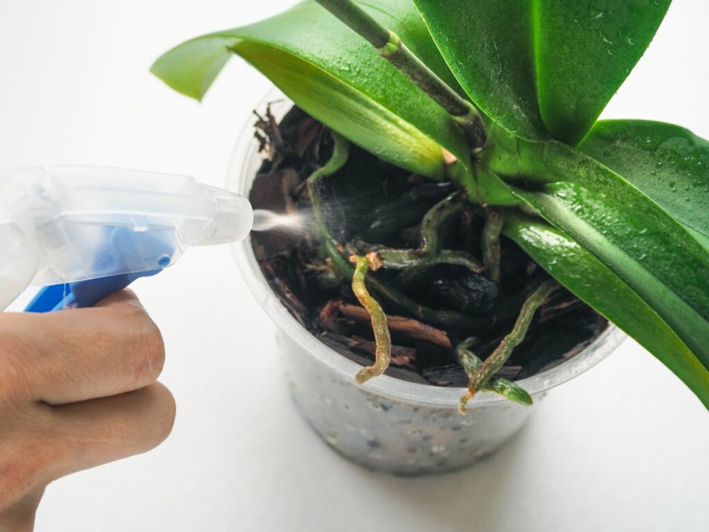 Fehler in der Orchideenpflege