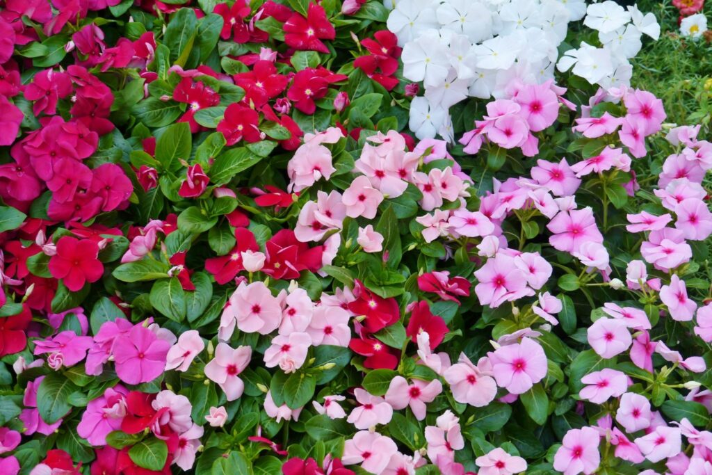 Fleißiges Lieschen mit pinken und weißen Blüten