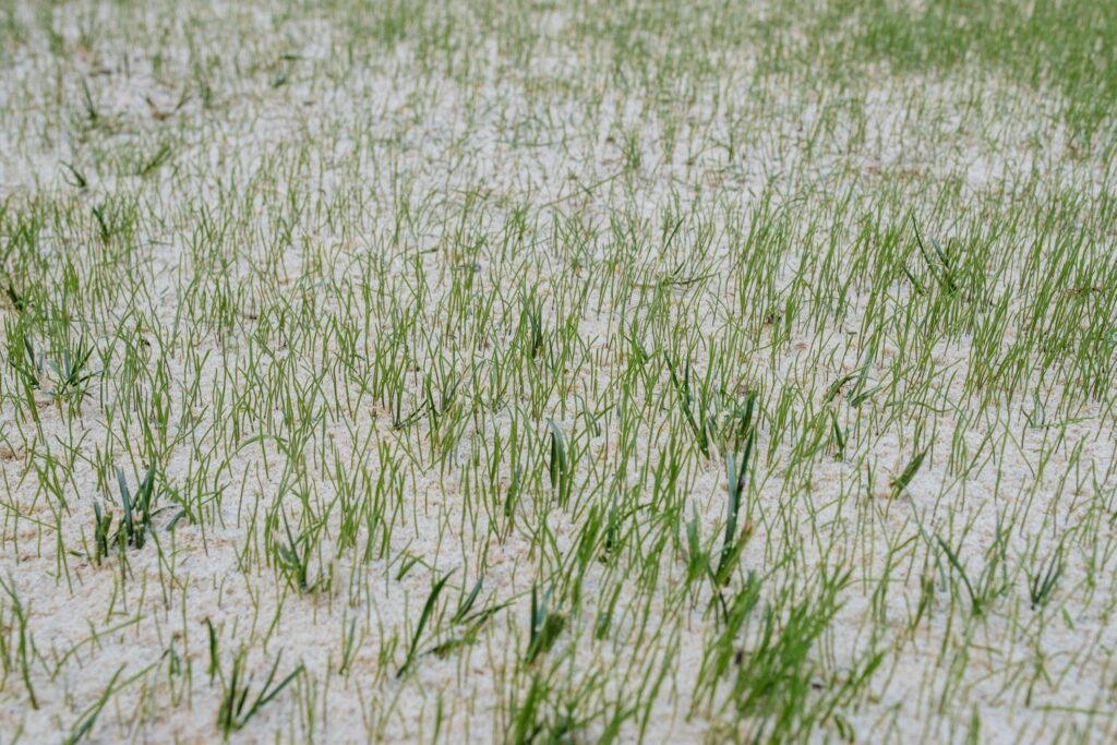Sand auf Rasen