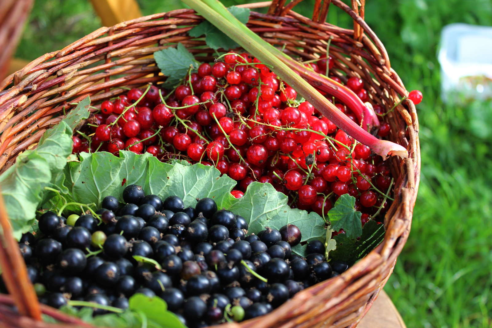 Johannisbeeren Schneiden Anleitung Tipps Vom Profi Plantura
