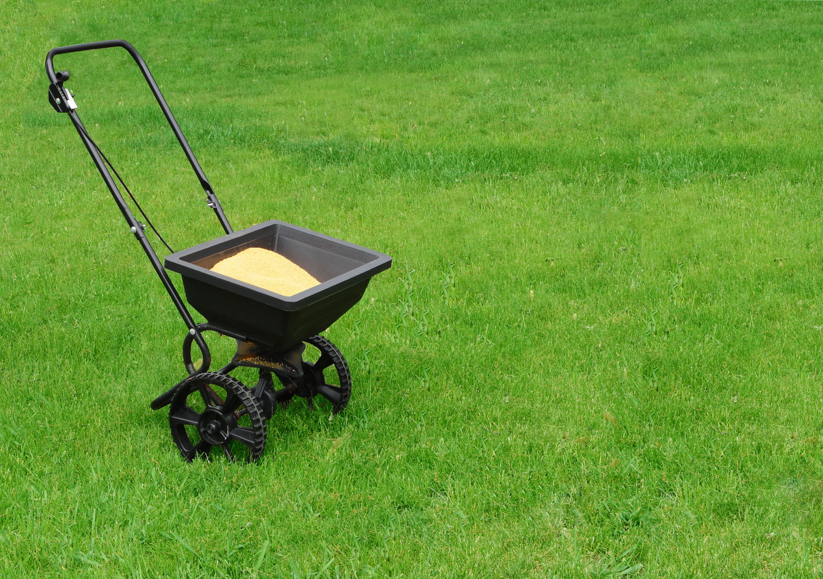 Rasen sanden Tipps zum & der richtige Sand