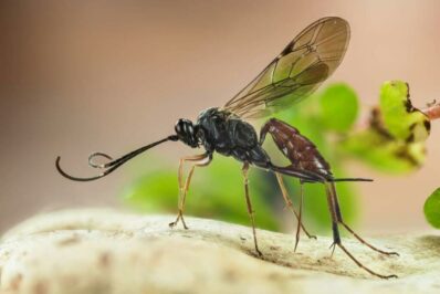 Schlupfwespen gegen Blattläuse & Weiße Fliege: Tipps zur Anwendung