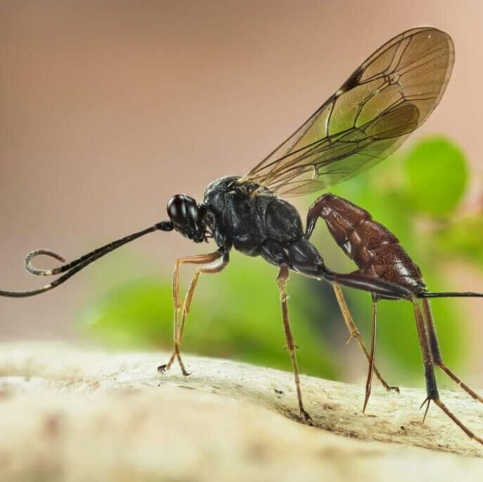 Schlupfwespen gegen Blattläuse & Weiße Fliege: Tipps zur Anwendung