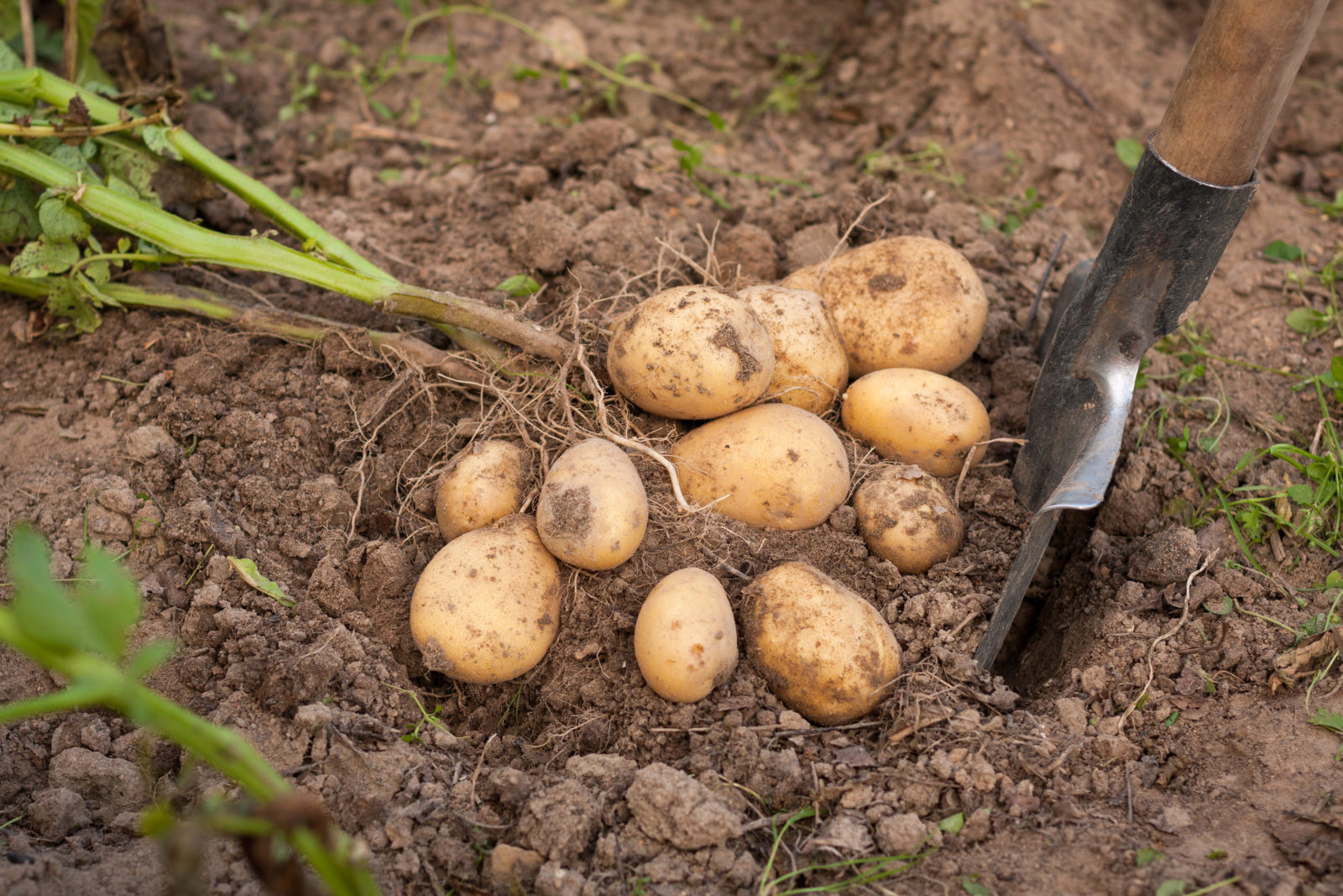 Kartoffeln ernten: Vorgehen &amp; Erntezeit - Plantura