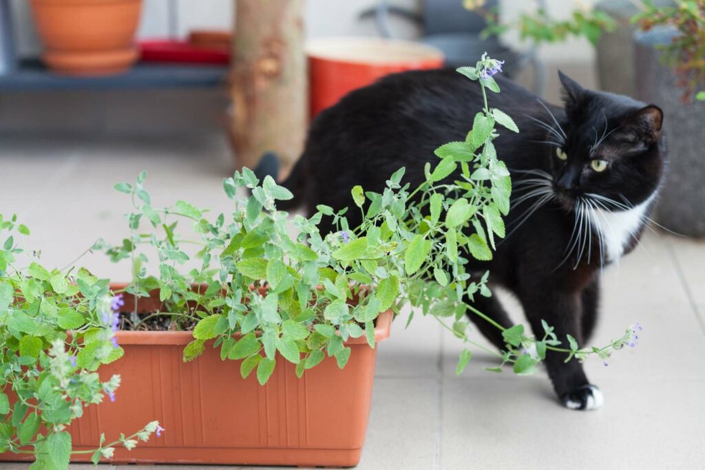 Katz vor Blumentopf
