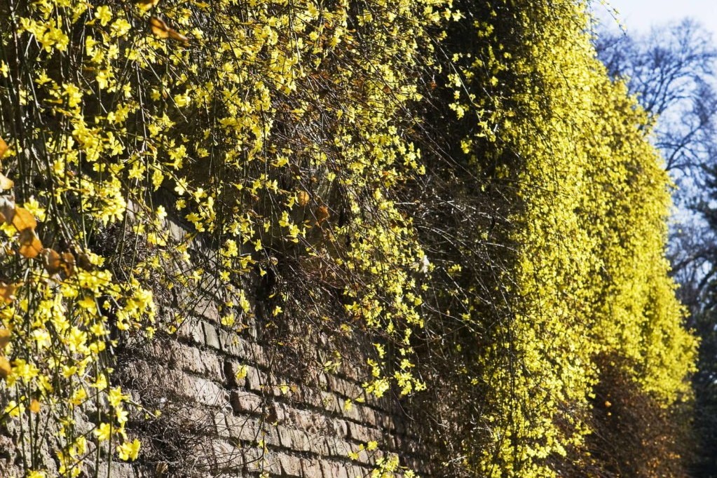 Kletterpflanze Winterjasmin an einer Mauer