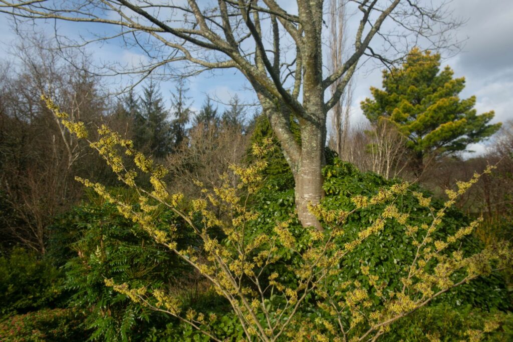 Zaubernuss in Blüte