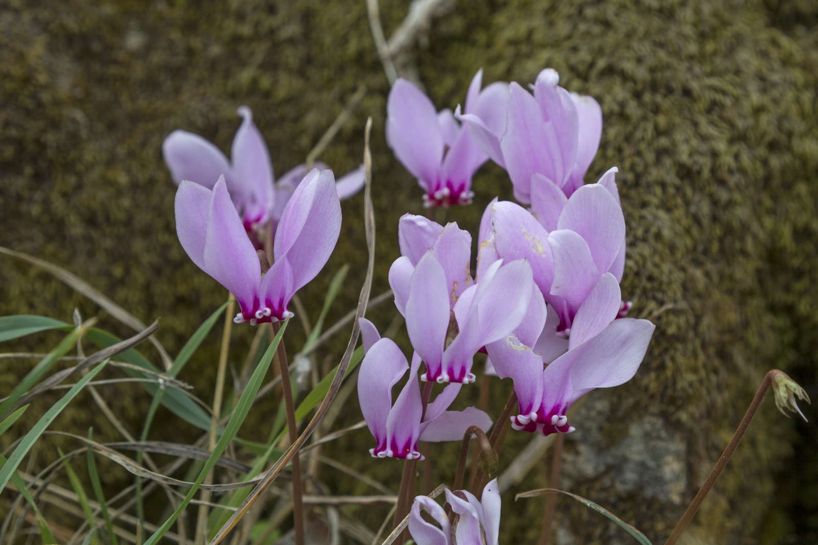 Alpenveilchen Pflege Und Standort