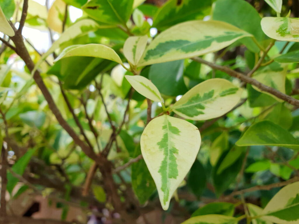 Bougainvillea Blätter grün weiß