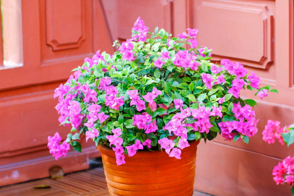 Bougainvillea im Topf im Haus überwintern
