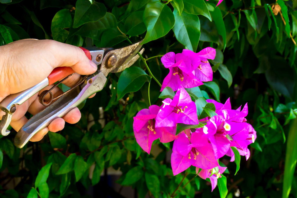 Bougainvillea schneiden Hand mit Gartenschere schneidet Ast