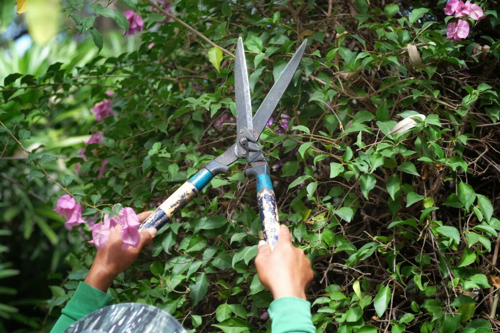 Bougainvillea schneiden mit Heckenschere