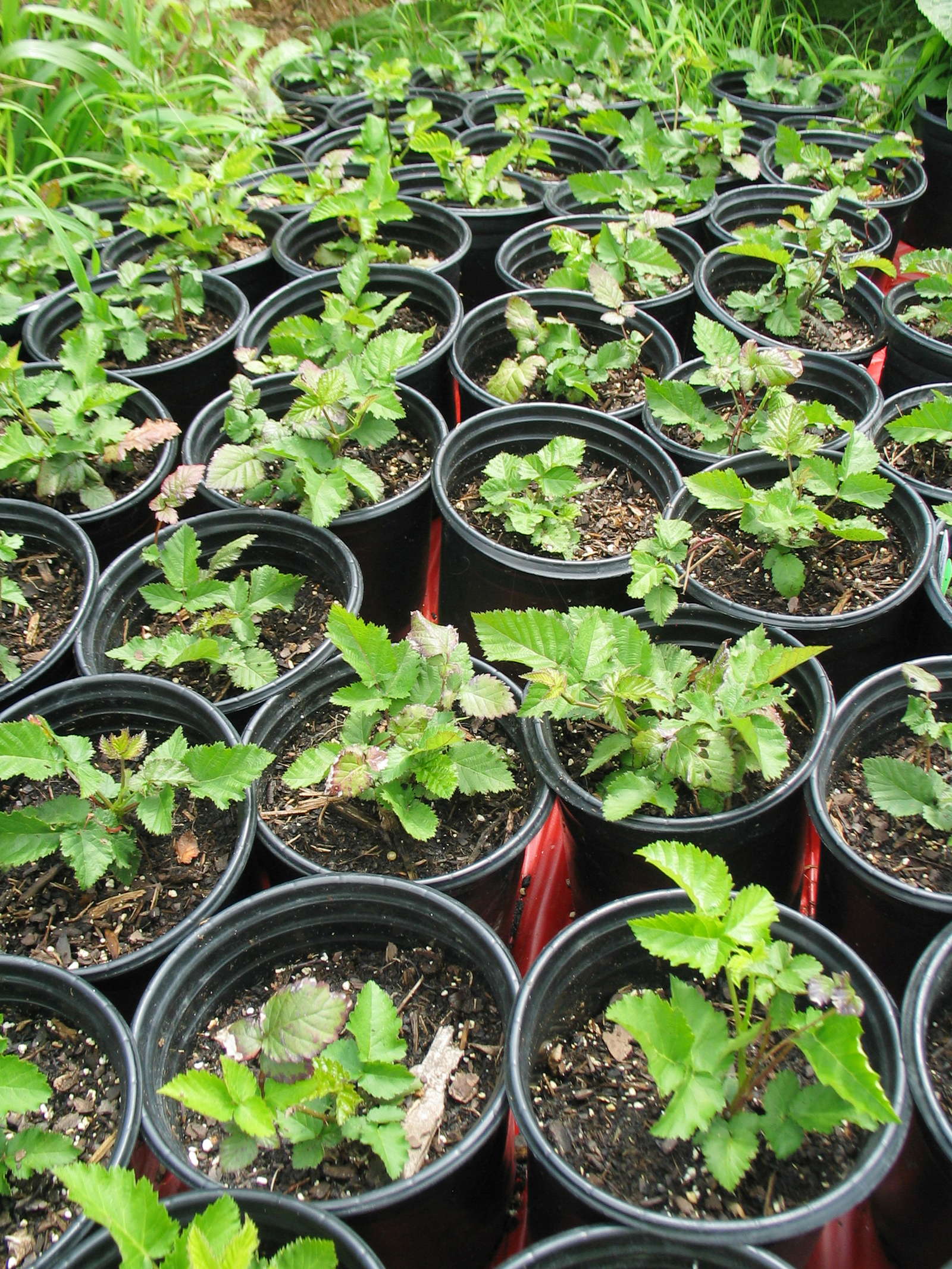 49+ Was Kann Man Neben Brombeeren Pflanzen, Außerdem sind sie