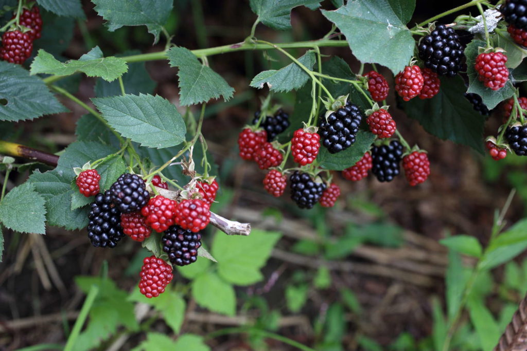 Brombeeren ExpertenTipps zum Pflanzen, Vermehren & Entfernen Plantura