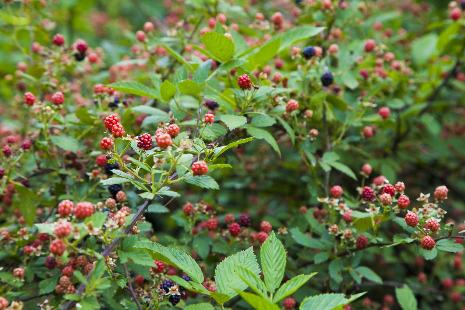 Brombeeren entfernen & vernichten Unsere Tipps Plantura