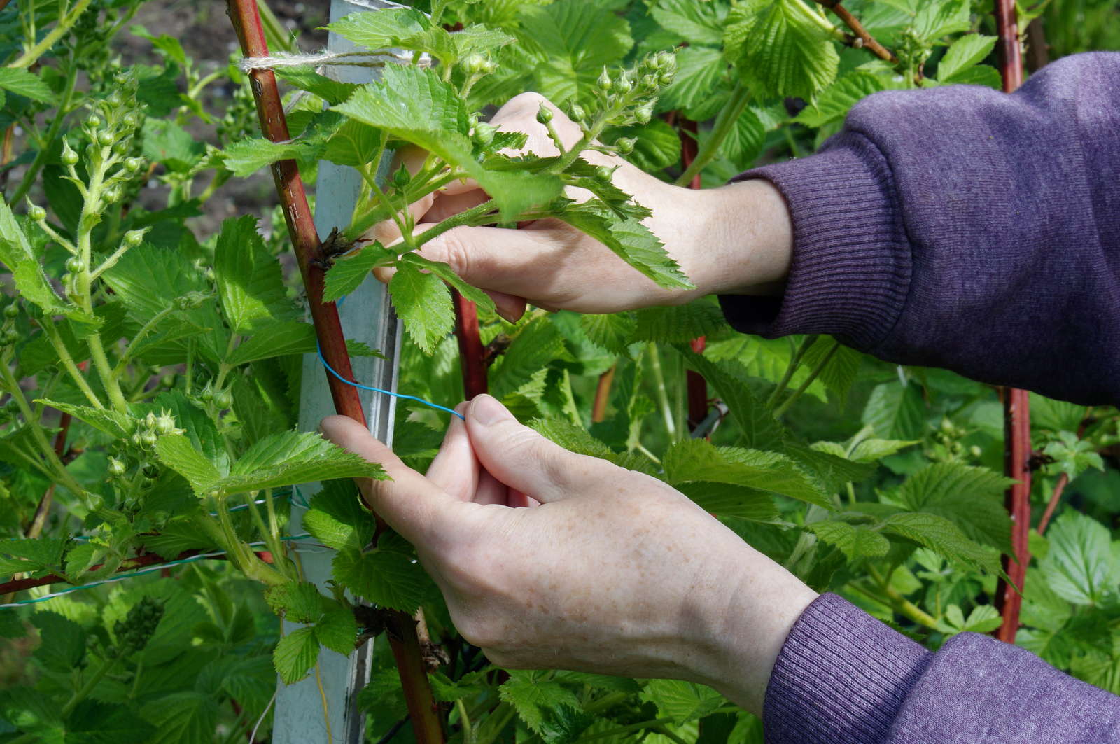 Brombeeren ExpertenTipps zum Pflanzen, Vermehren & Entfernen Plantura