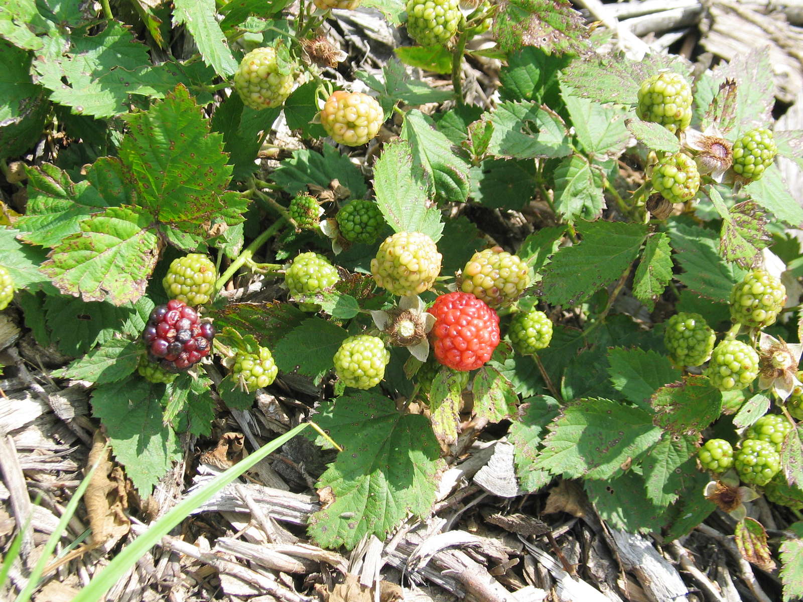 Brombeeren Tipps zum Pflanzen, Vermehren & Co. Plantura
