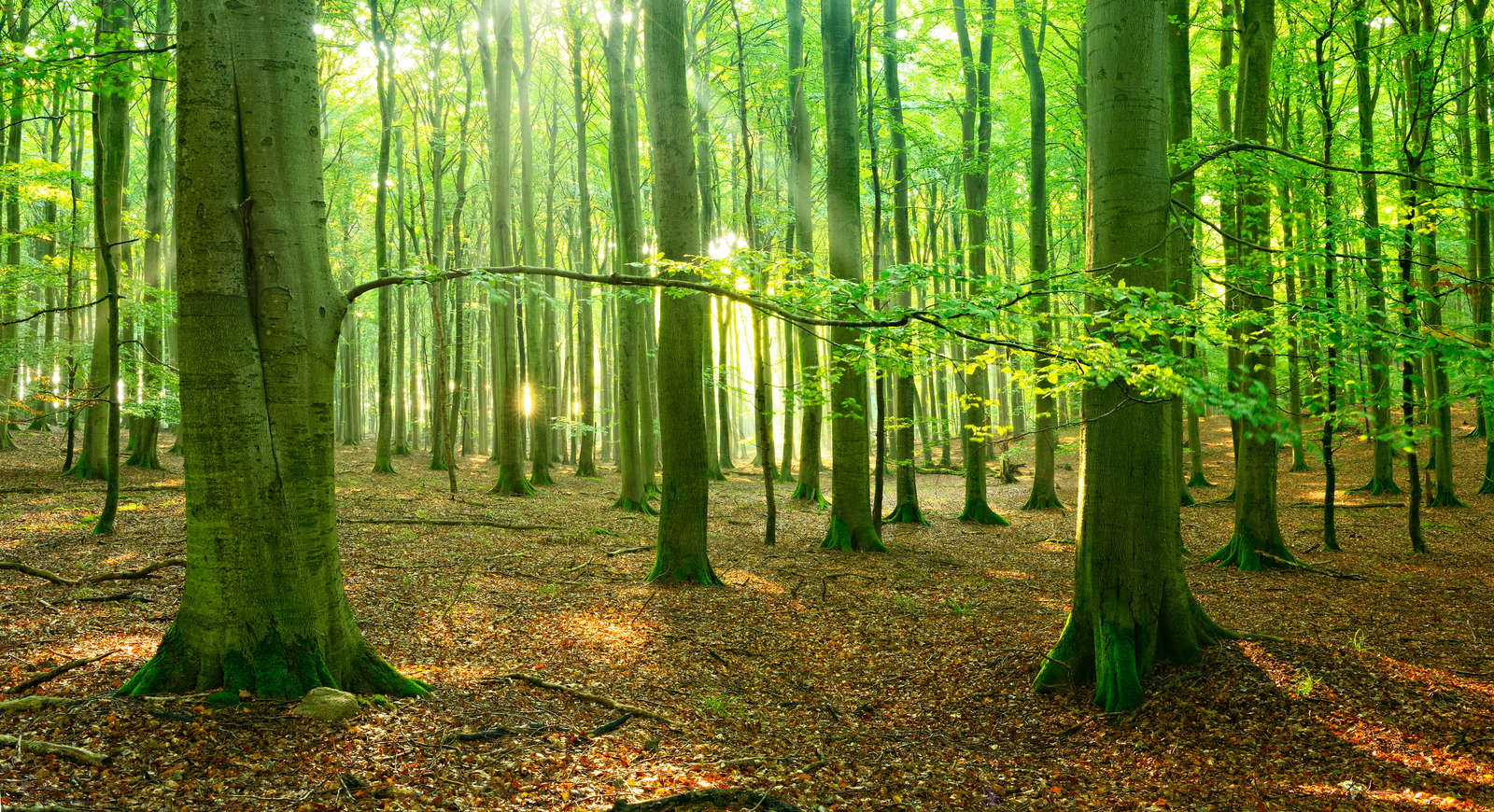 Bucheckern Alles zur Frucht der Buche Plantura