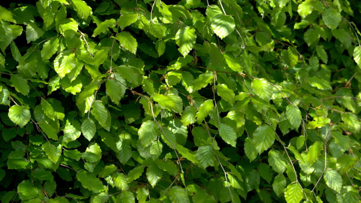 Buchenhecke dngen: Dnge-Tipps vom Experten - Plantura