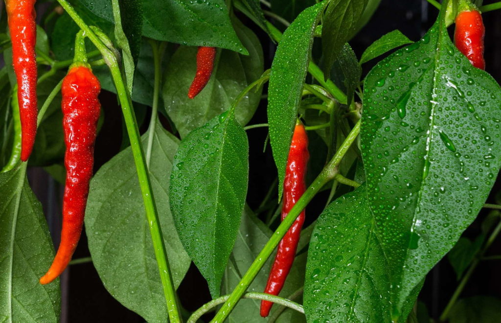 Chilipflanze Wassertropfen