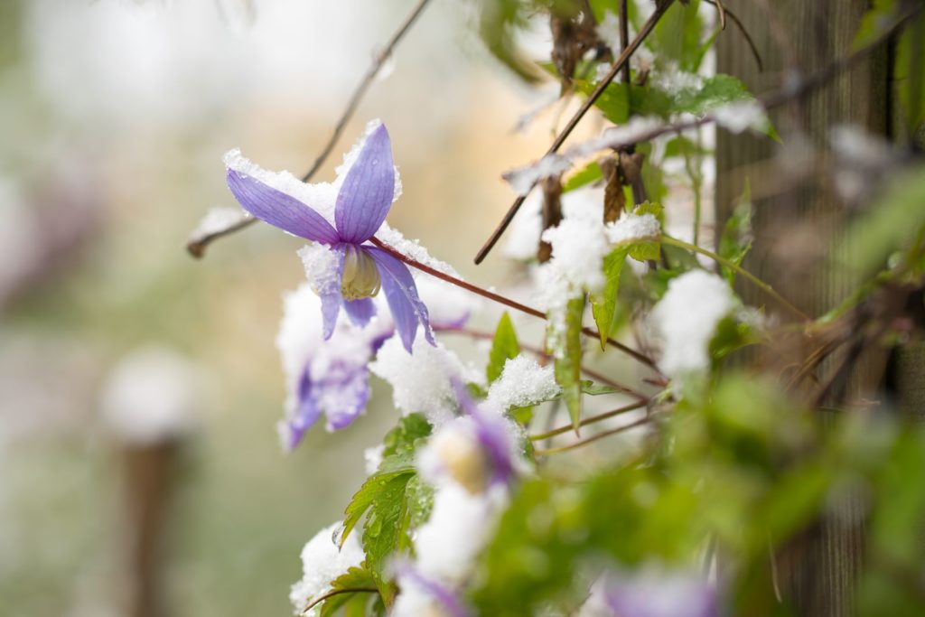 Clematis Alpina mit Schnee